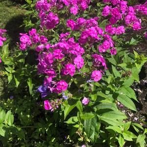 Meet your Posher, Rose